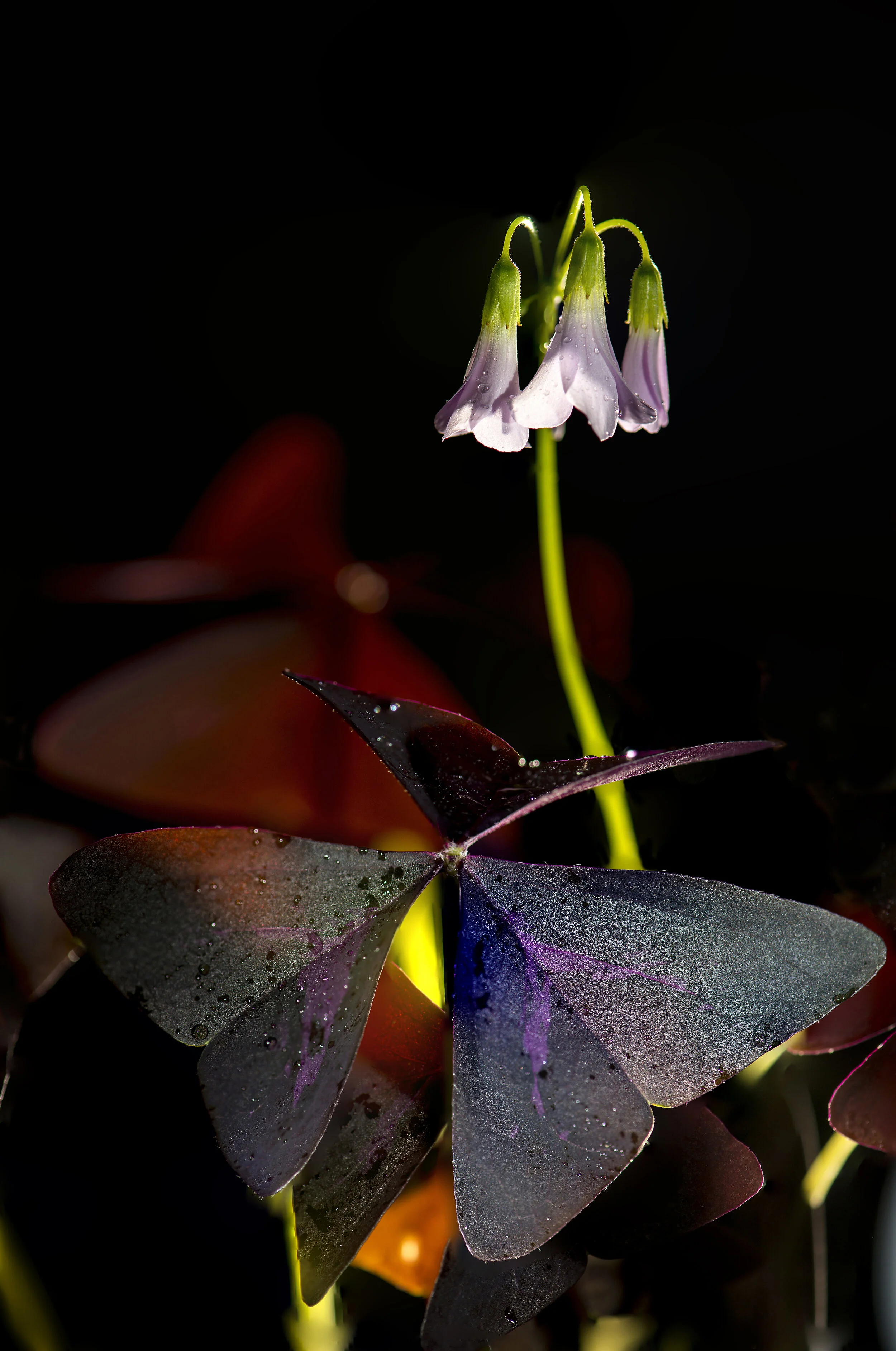 Oxalis Triangularis