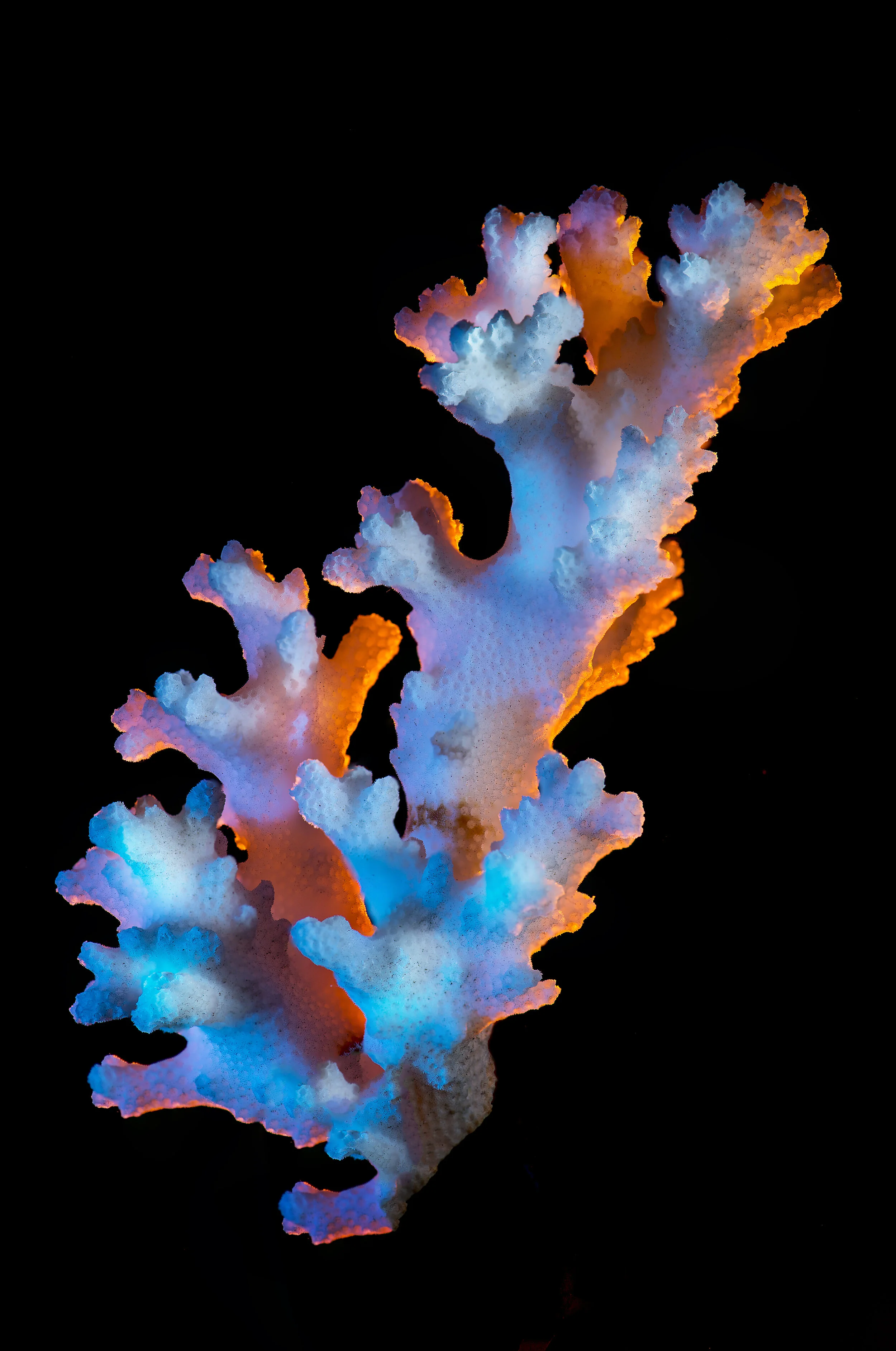 Reef Coral