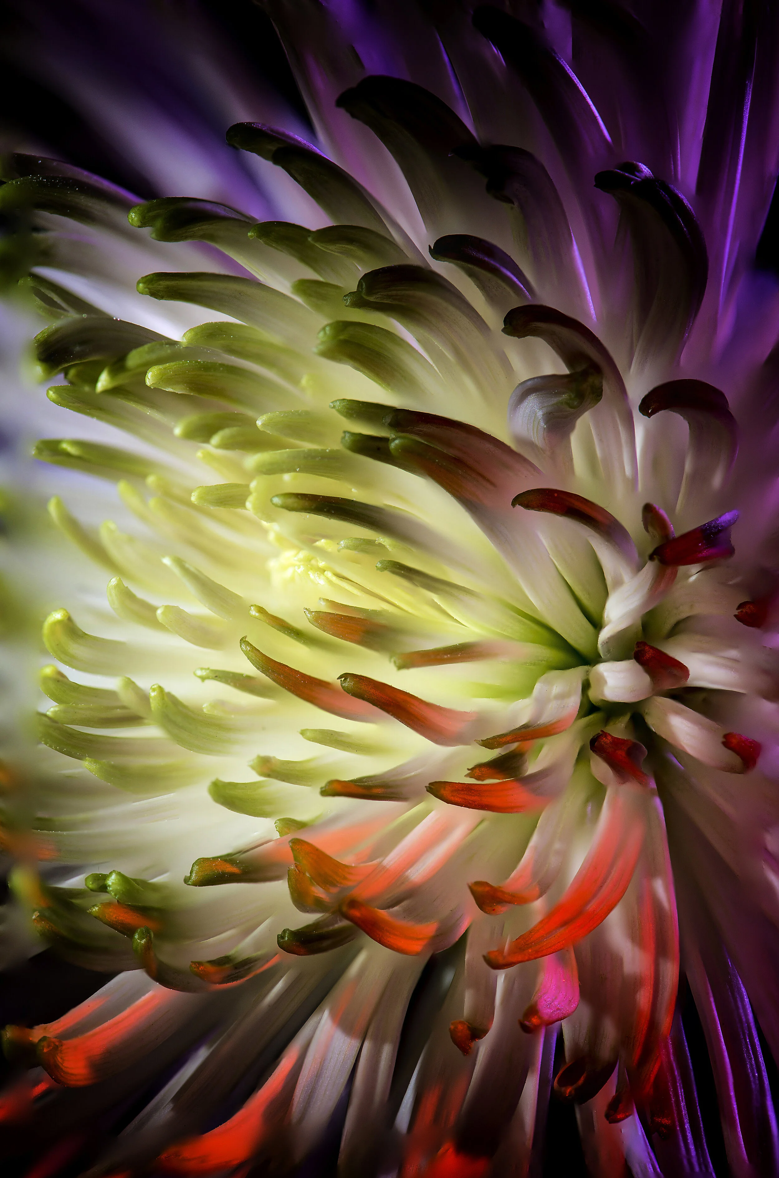 Chrysanthemum