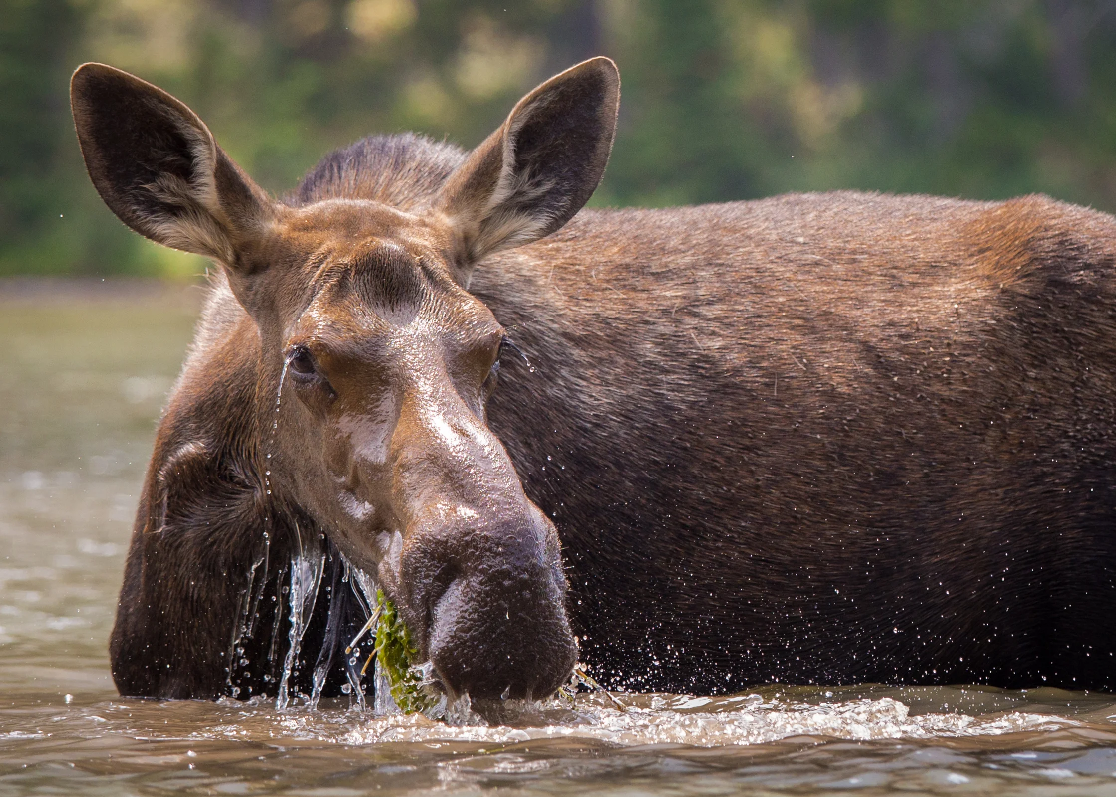 moose2.jpg