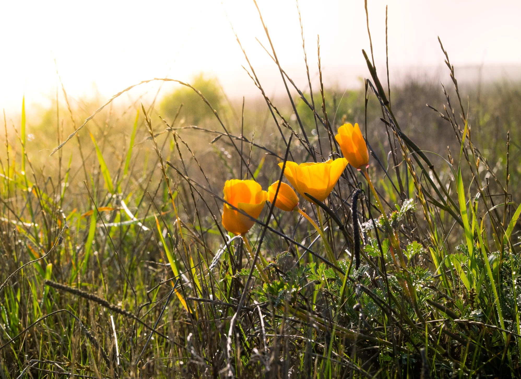 Flowers on foggy morning