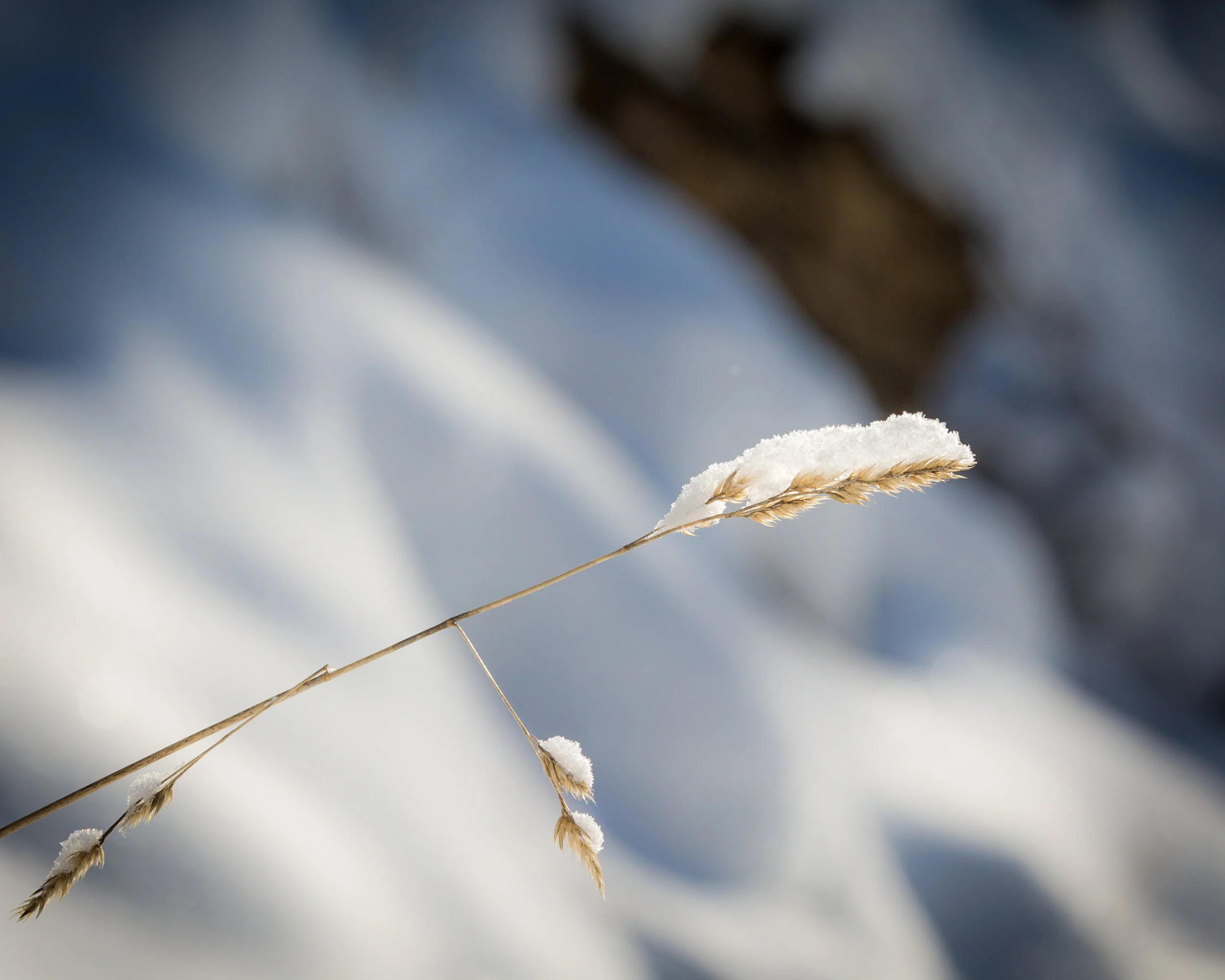 delicate balance of snow.JPG