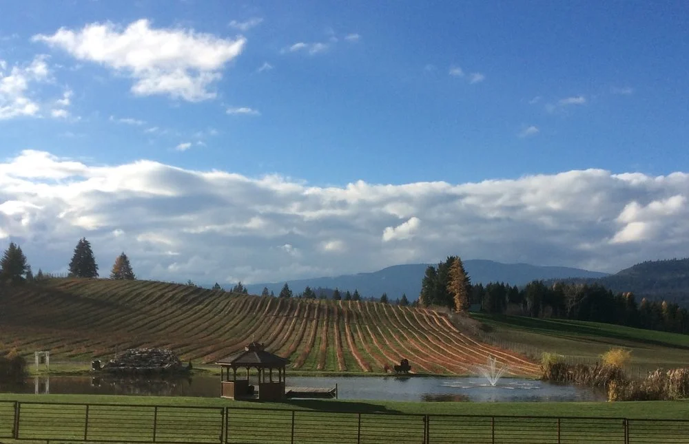 View from the patio of the wine shop