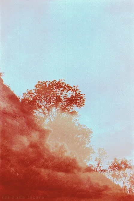 blue sky and red tree.jpg