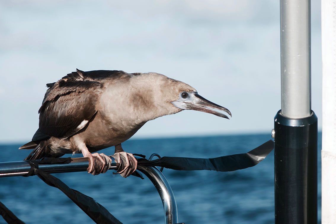 PAJARO AGRESIV.jpg