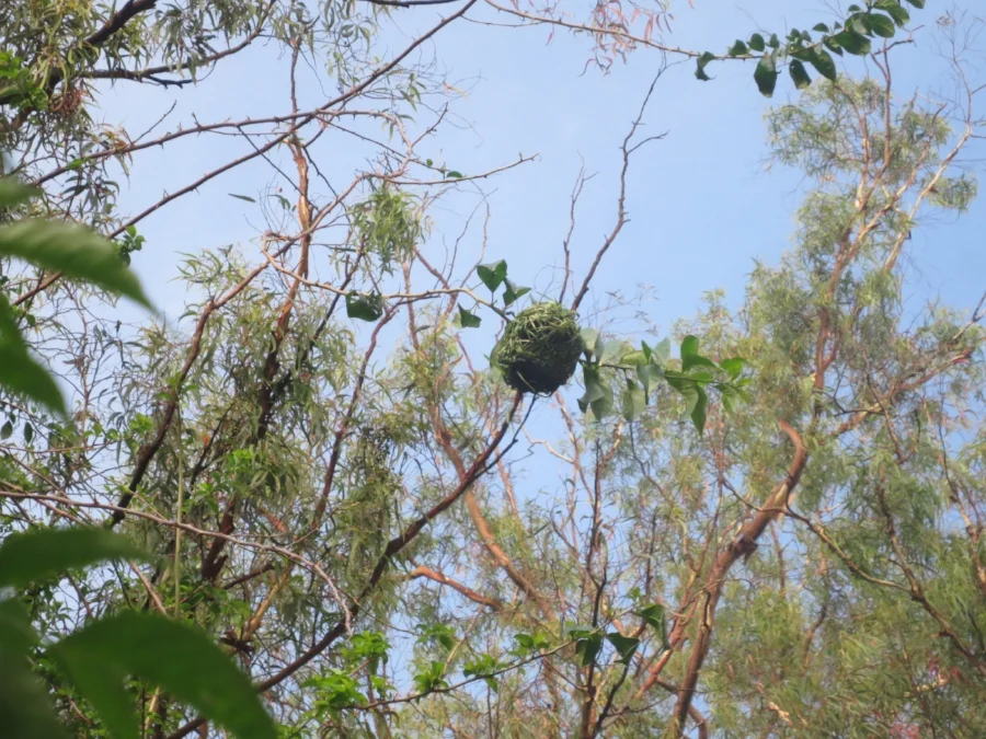 The weaver's nest