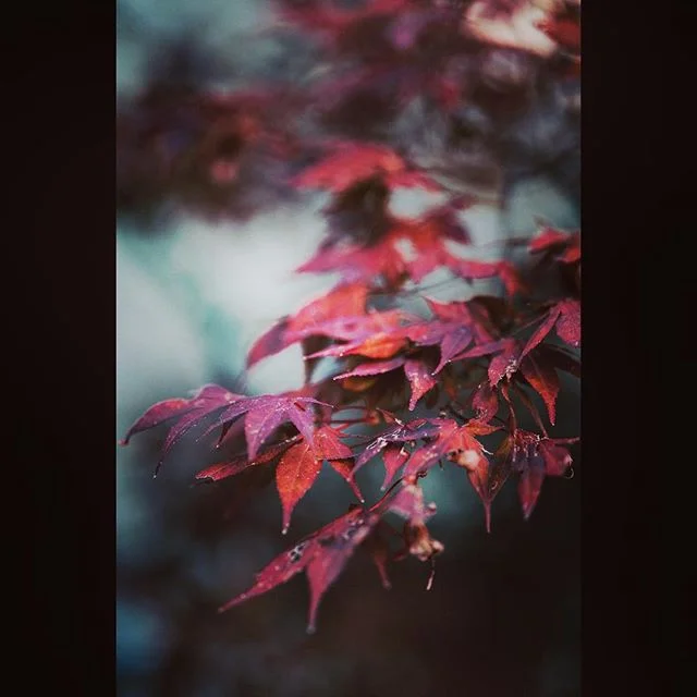 #herbst