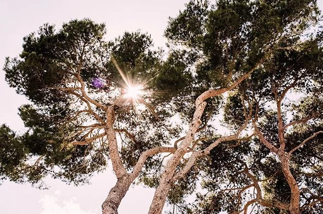 #iliketrees