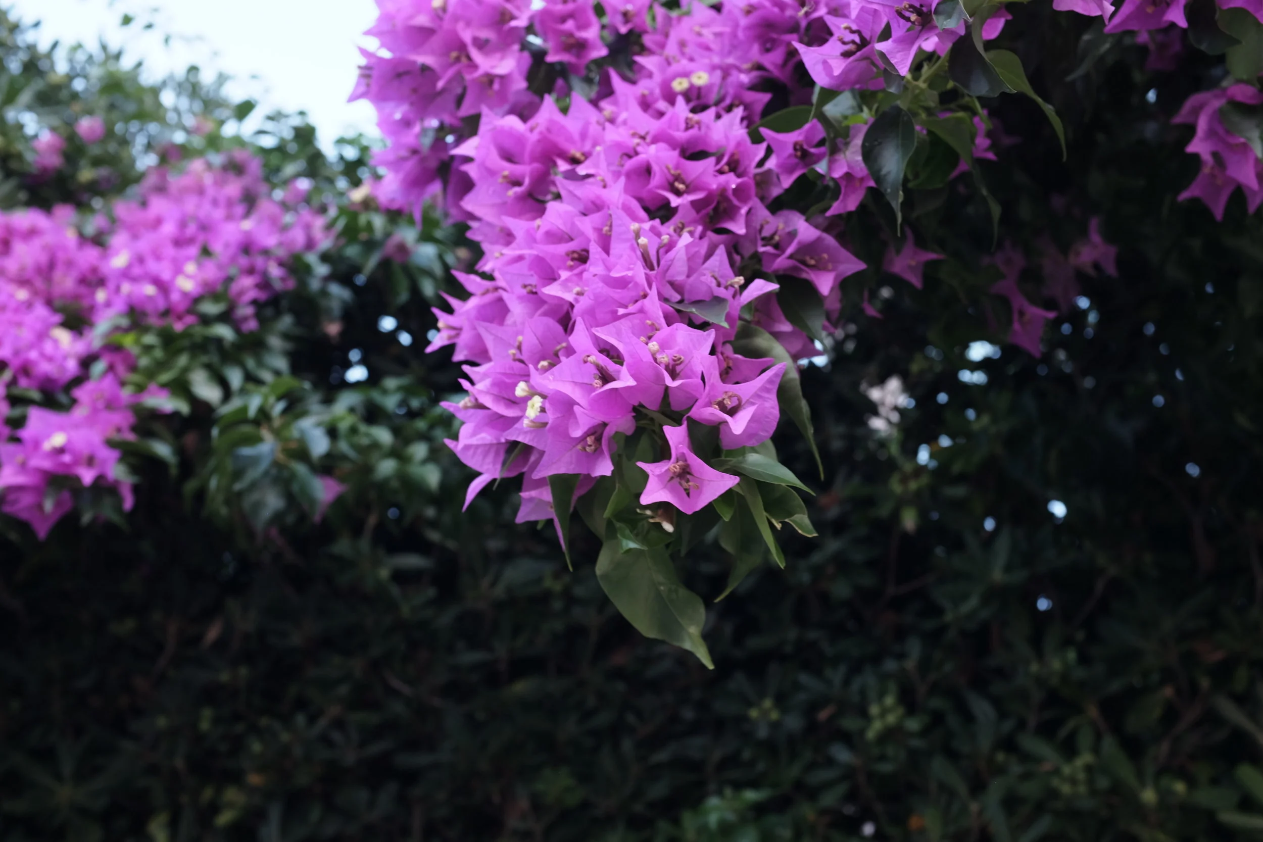 DSCF3299.JPG