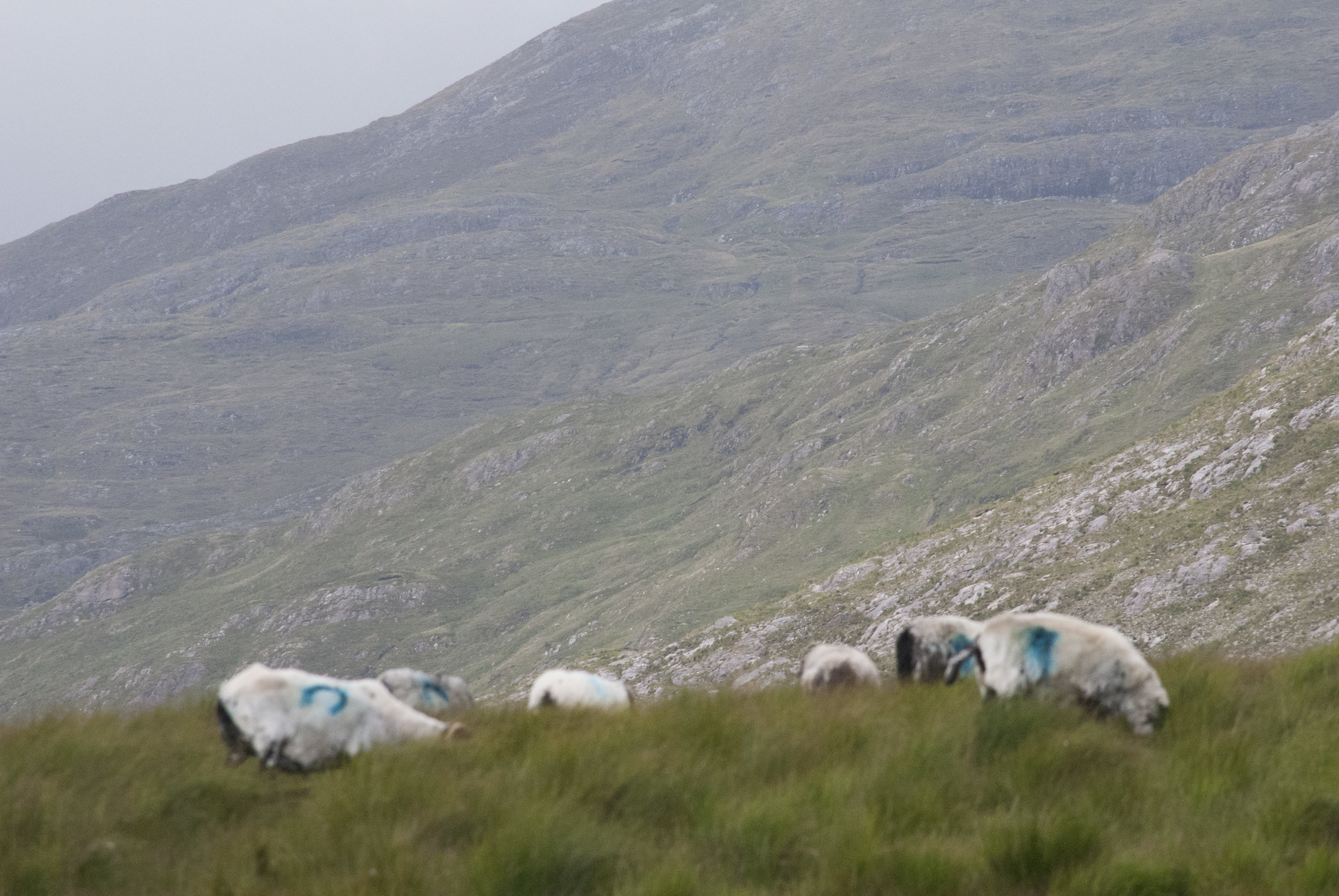 ireland472.JPG