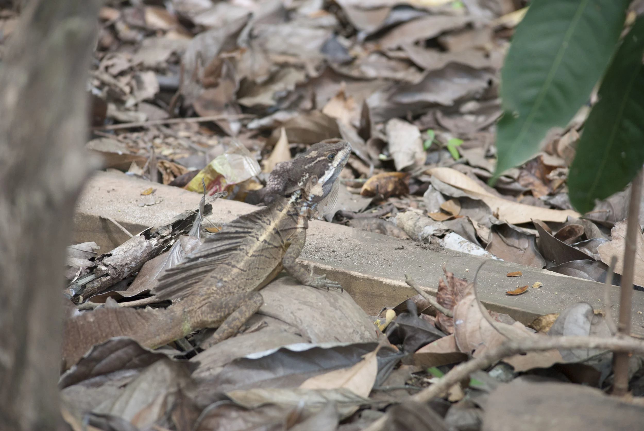 DSC_0438.JPG