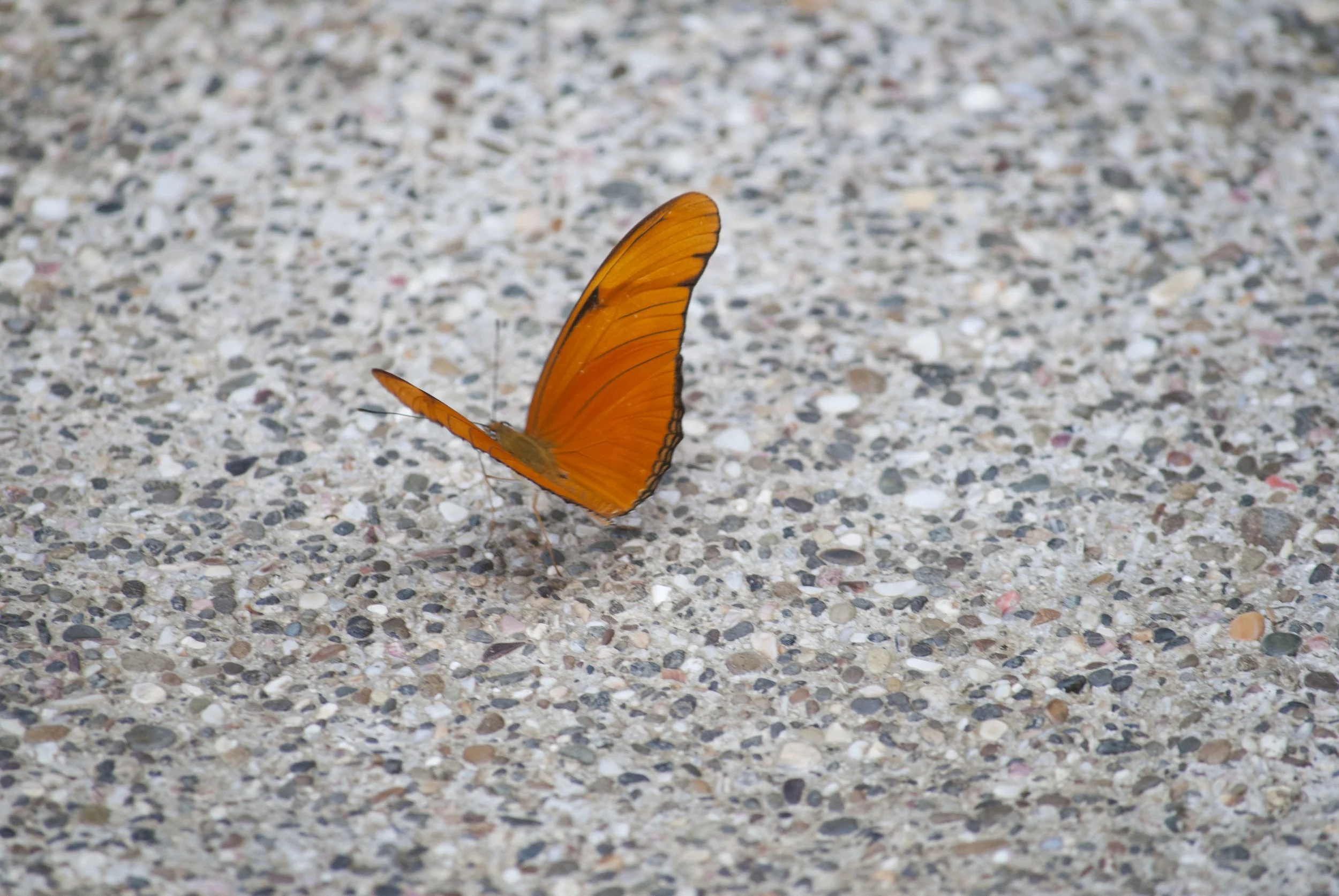 DSC_0478.JPG