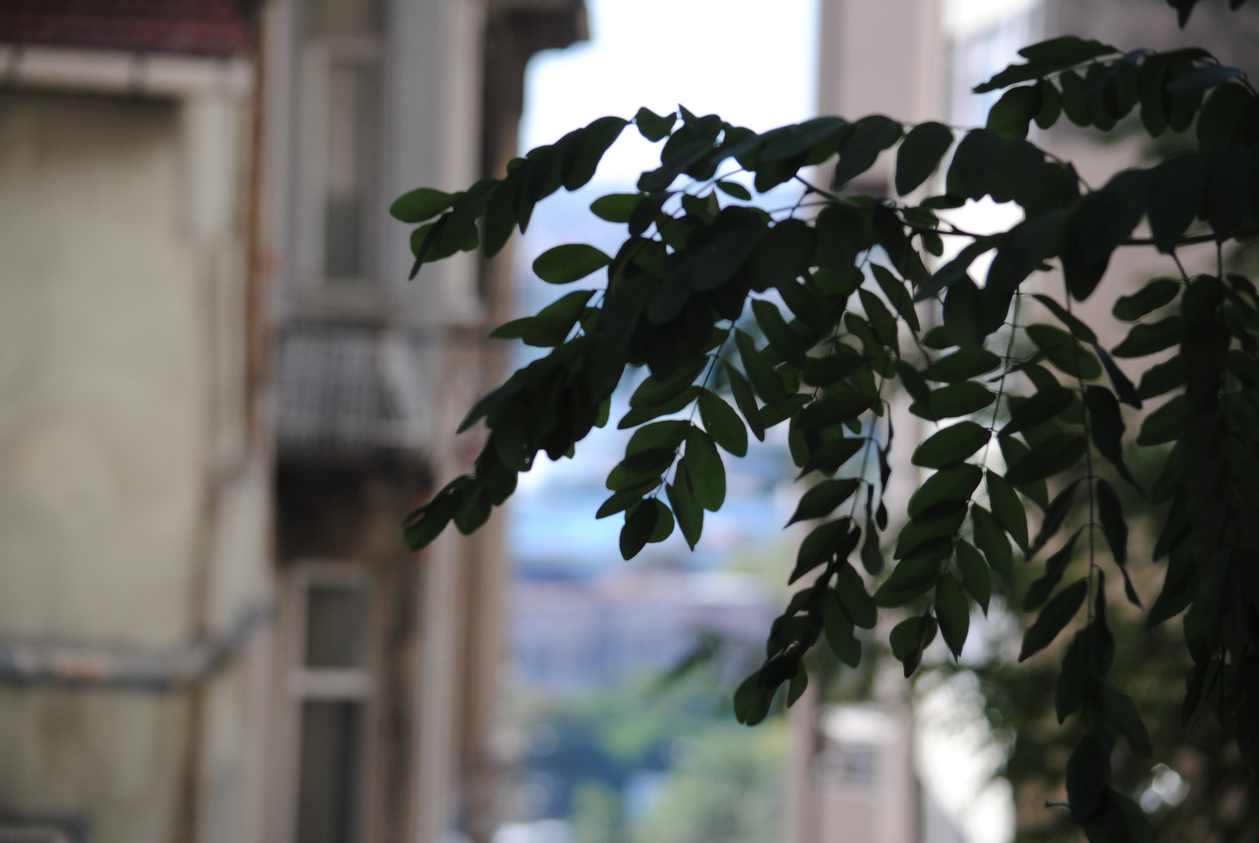 DSC_0212.JPG
