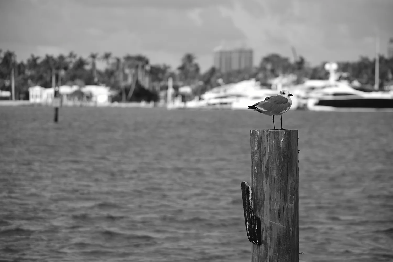 DSC_1623.JPG