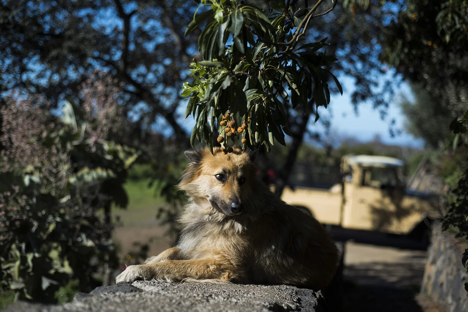 LaPalma_130.JPG