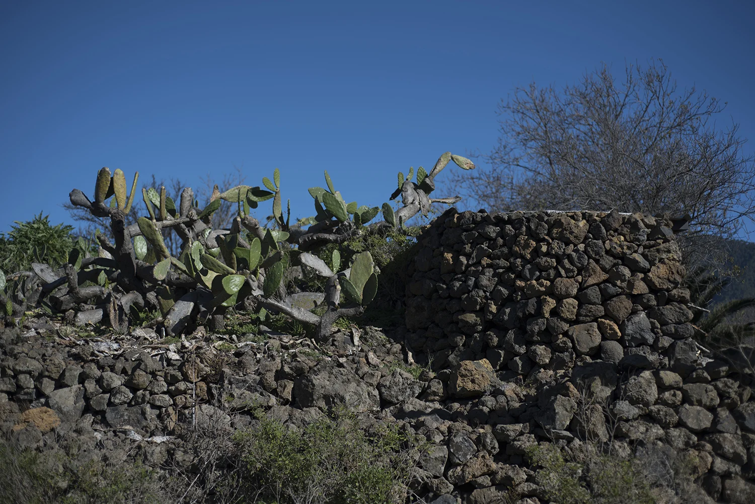 LaPalma_131.JPG