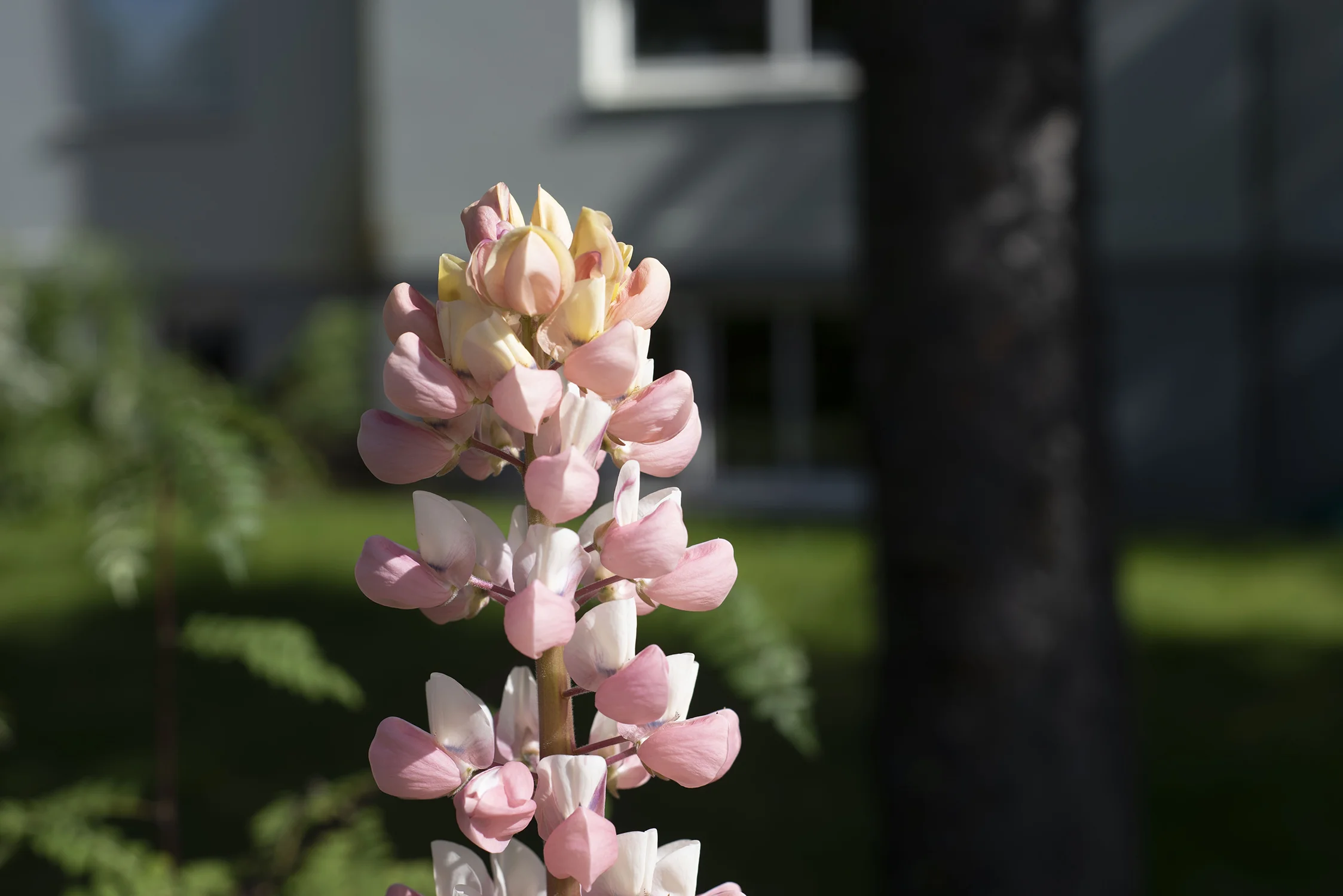 Iceland2018_227.JPG