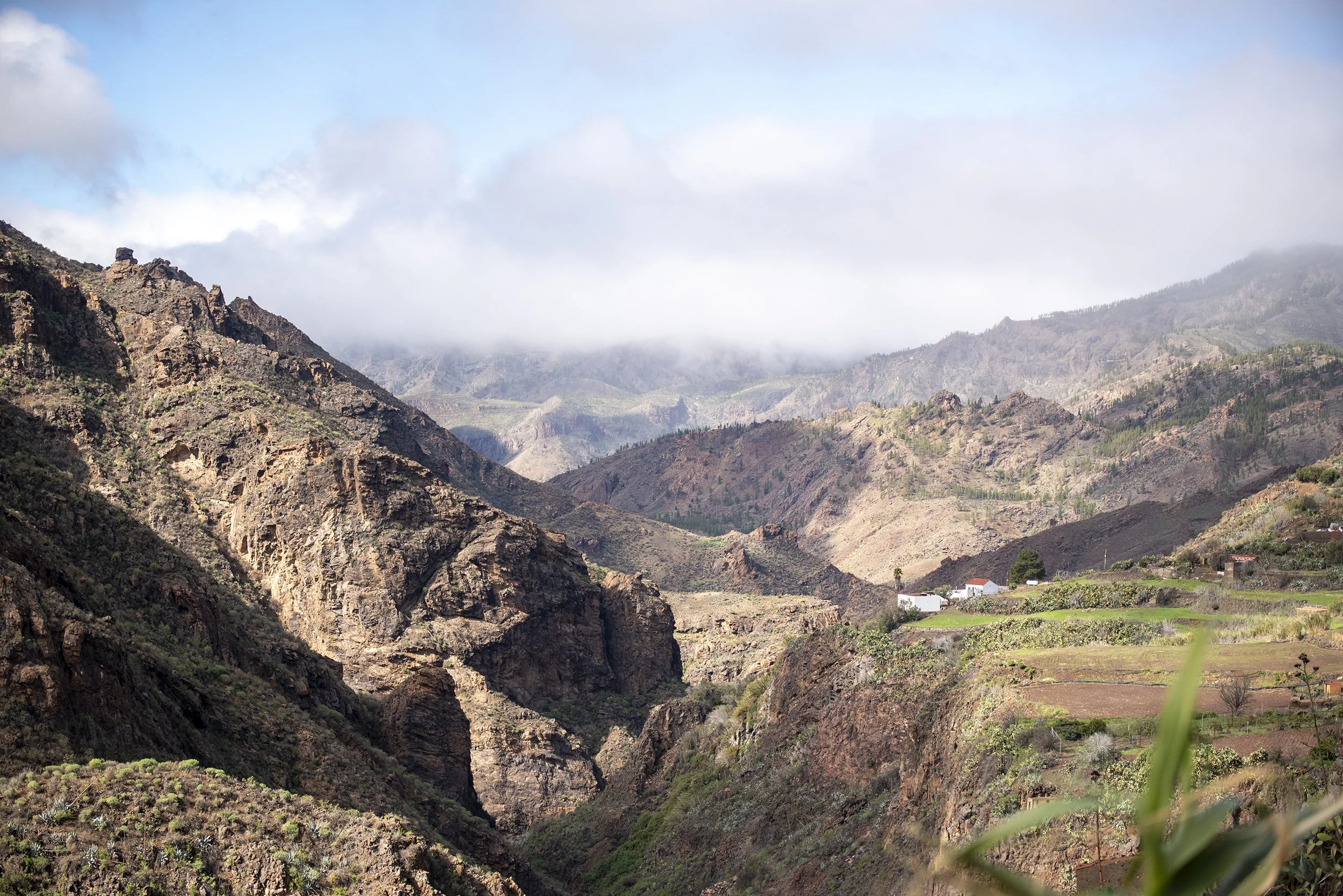 Canary131.jpg