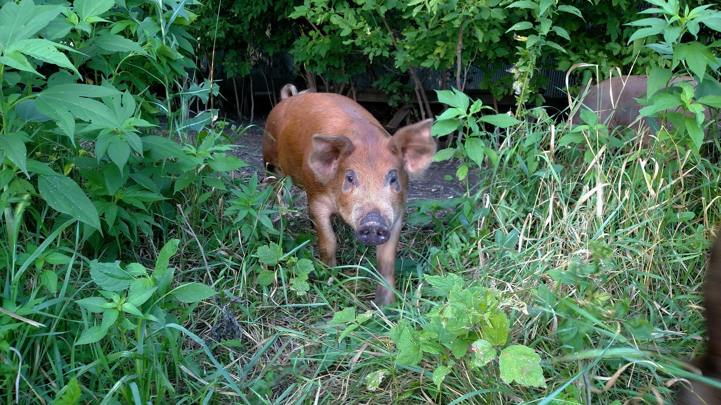 pig.jpg