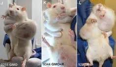 Rats fed GMO/Round-up Ready corn develop these tumors and die early.