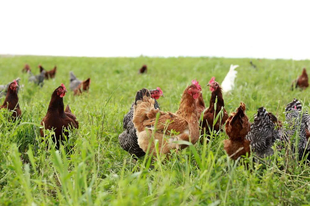 pastured chicken.jpg