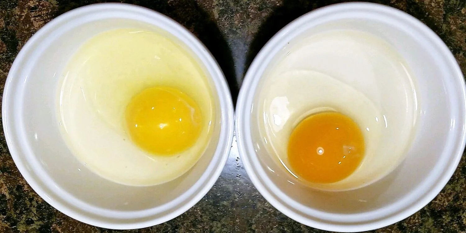 egg yolks.jpg