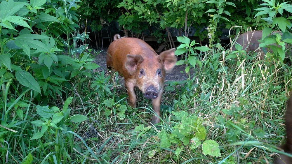 pig.jpg