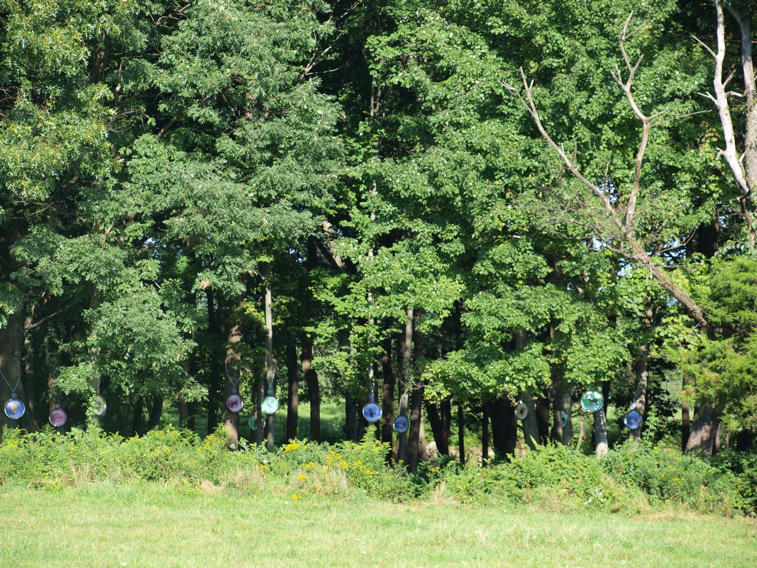 “Wildlife Management Part 1: Charms”