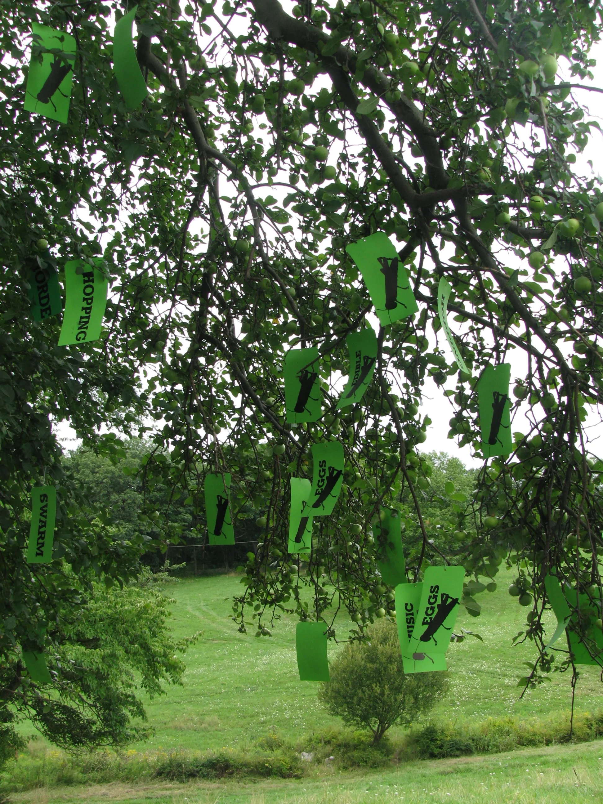  “Grasshoppers play an important role in North American grassland ecosystems, serving as food for wildlife and contributing to nutrient cycling. However, periodic grasshopper outbreaks on rangeland can result in competition with other herbivores for 