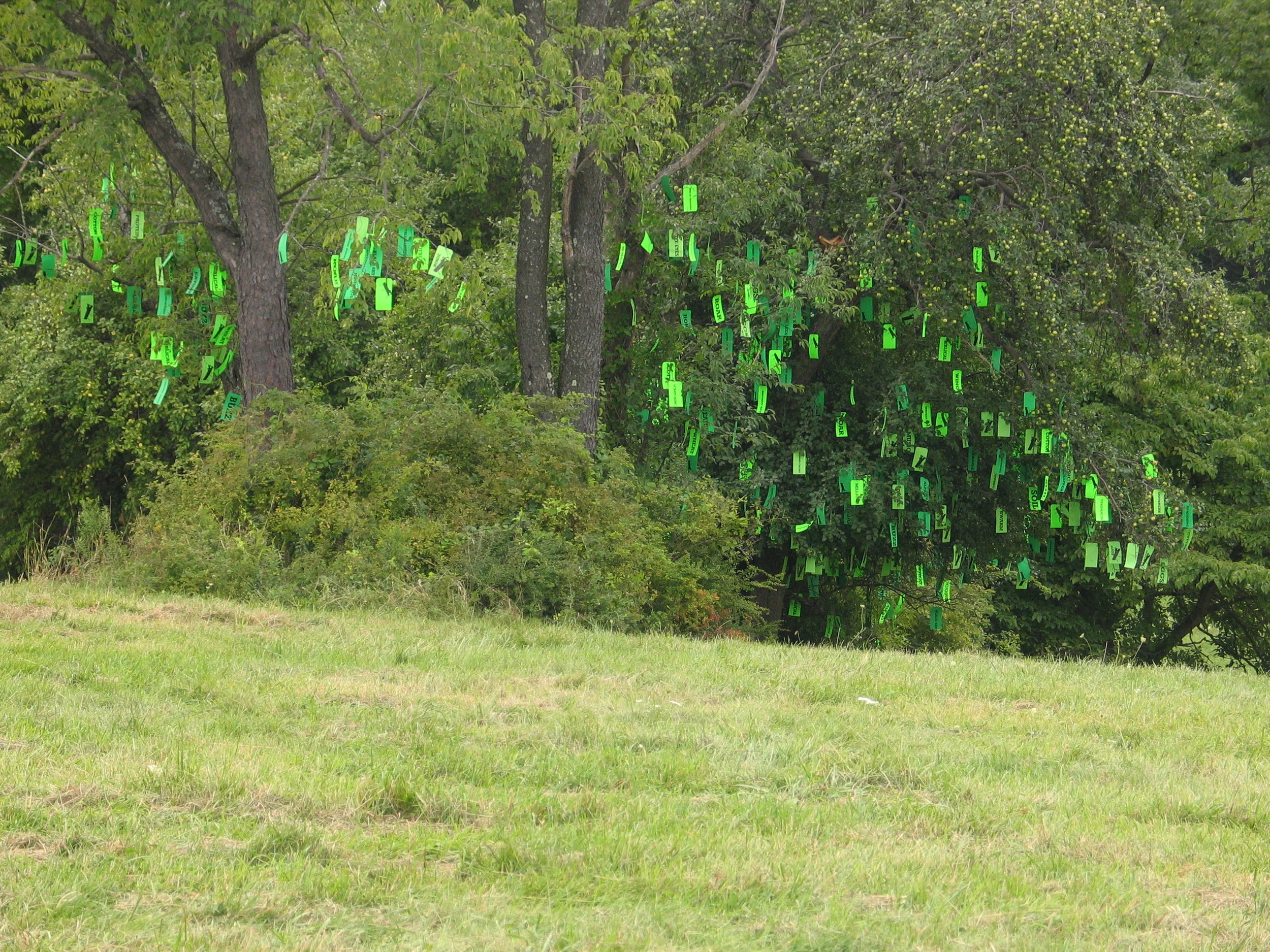  (2007) Belshe &amp; Prown - This installation consists of nearly 600 paper tie tags printed with images of grasshoppers, locust and cicadas. These are paired with words that relate to these ubiquitous insects. The tags are used to create a visual sw