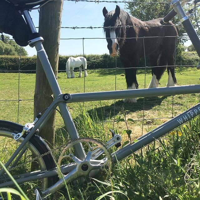 Black horse &amp; White horse... don&rsquo;t seem to have any problems sharing the field.