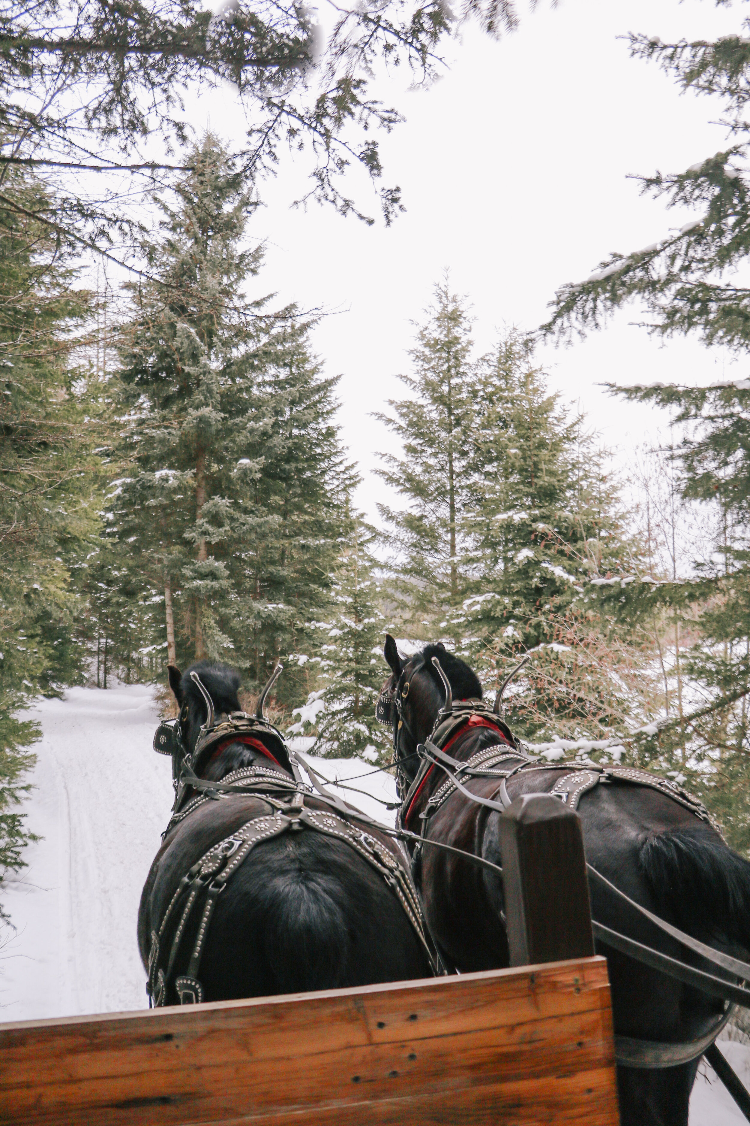 The Best Ways To Experience Montana In The Winter - by Courtney Brown