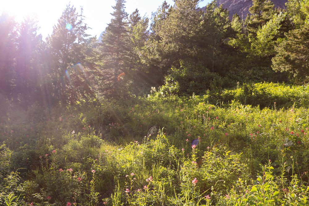 Glacier Guide: Best Hikes For Families - by Courtney Brown