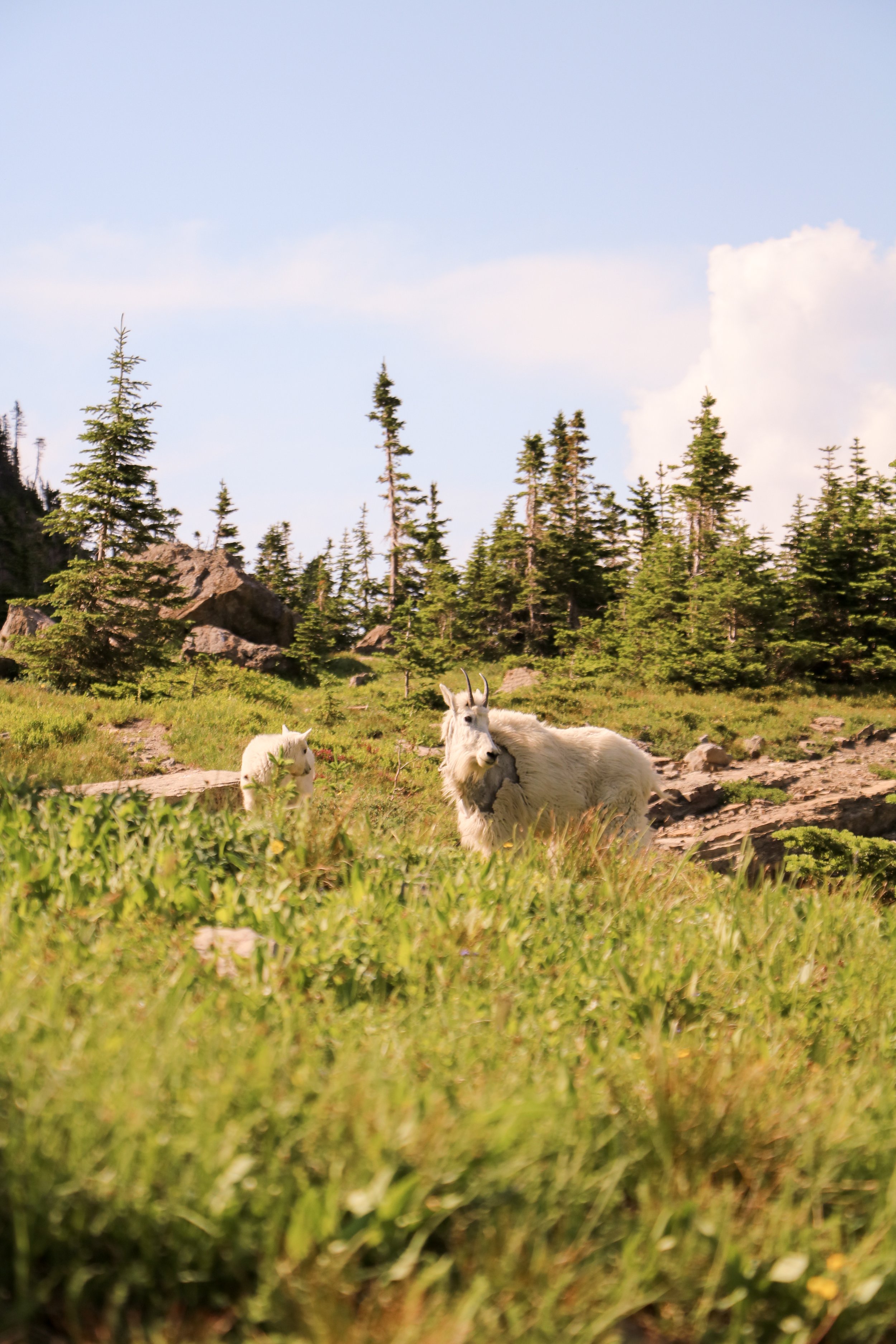 Glacier Guide: Best Hikes For Families - by Courtney Brown