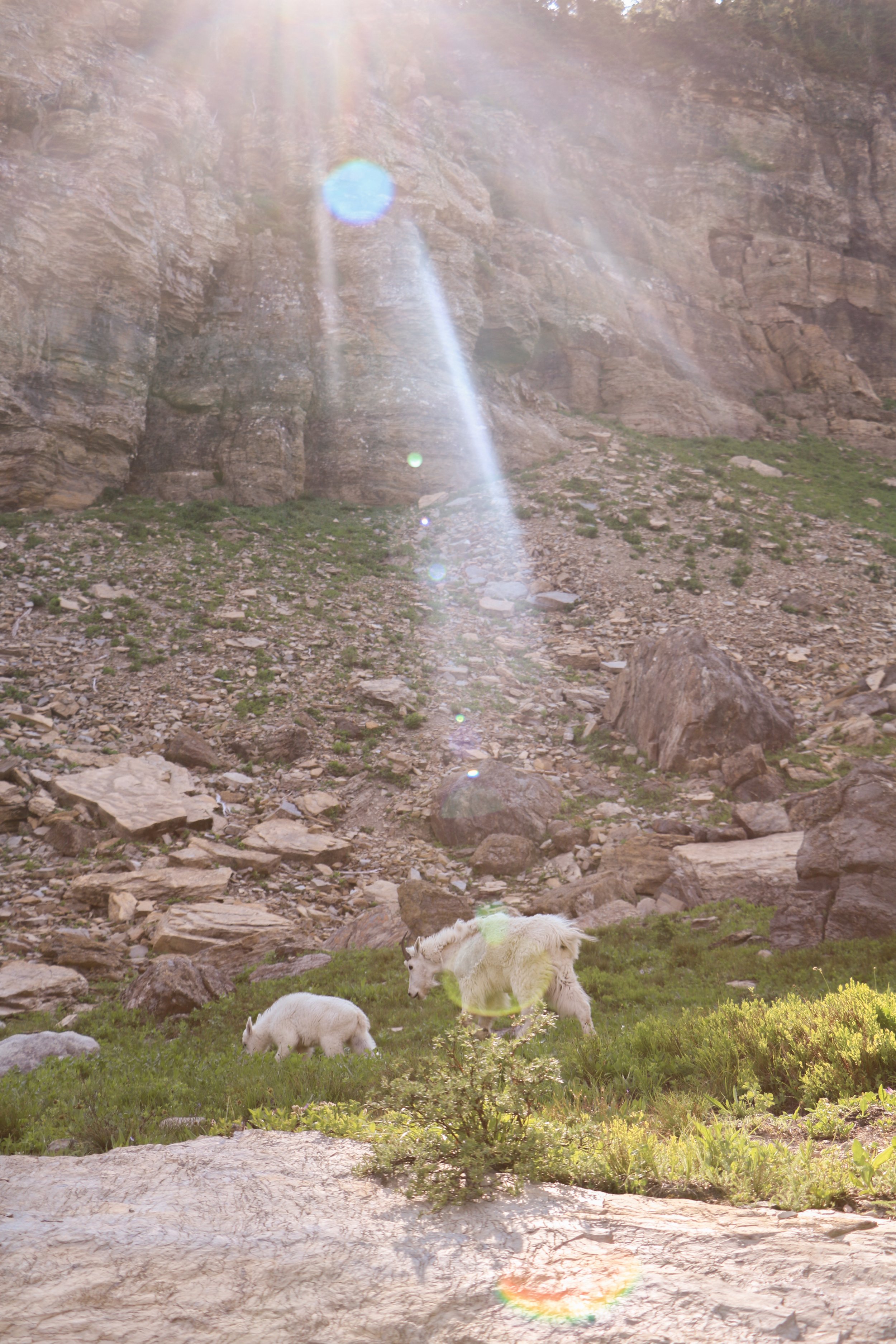 Glacier Guide: Best Hikes For Families - by Courtney Brown