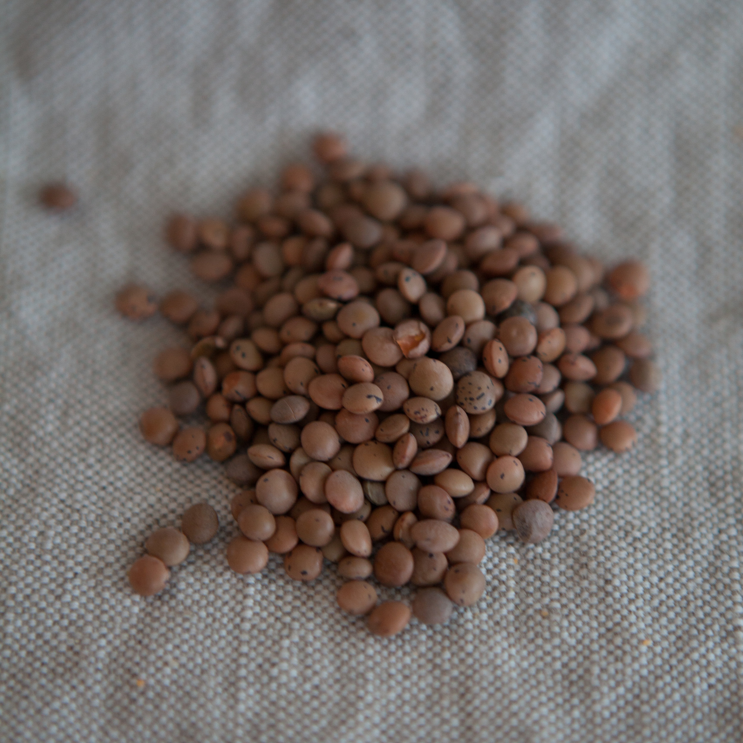 Lentilles Brunes (en vrac par 100g)