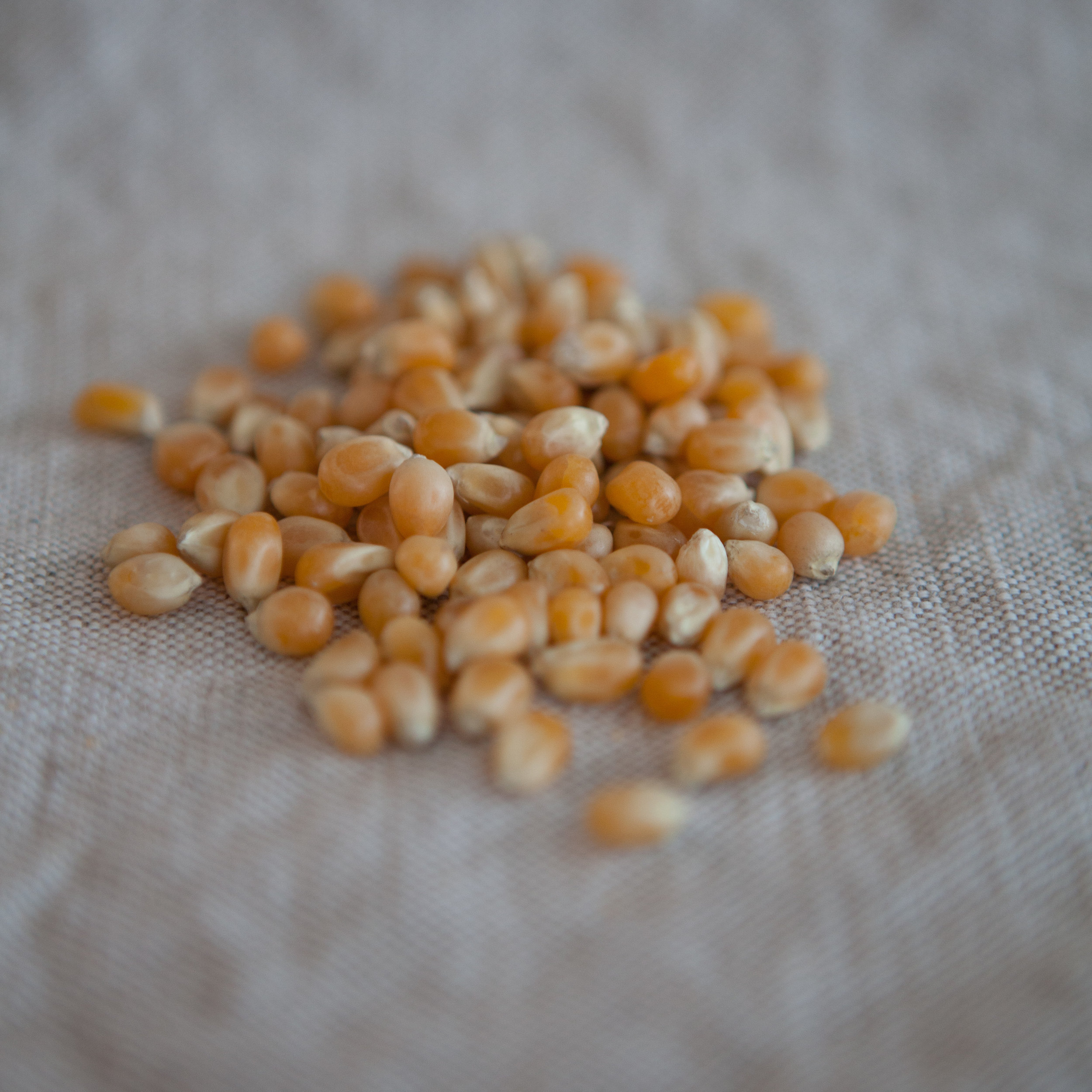 Mais à éclater  (en vrac par 100g)