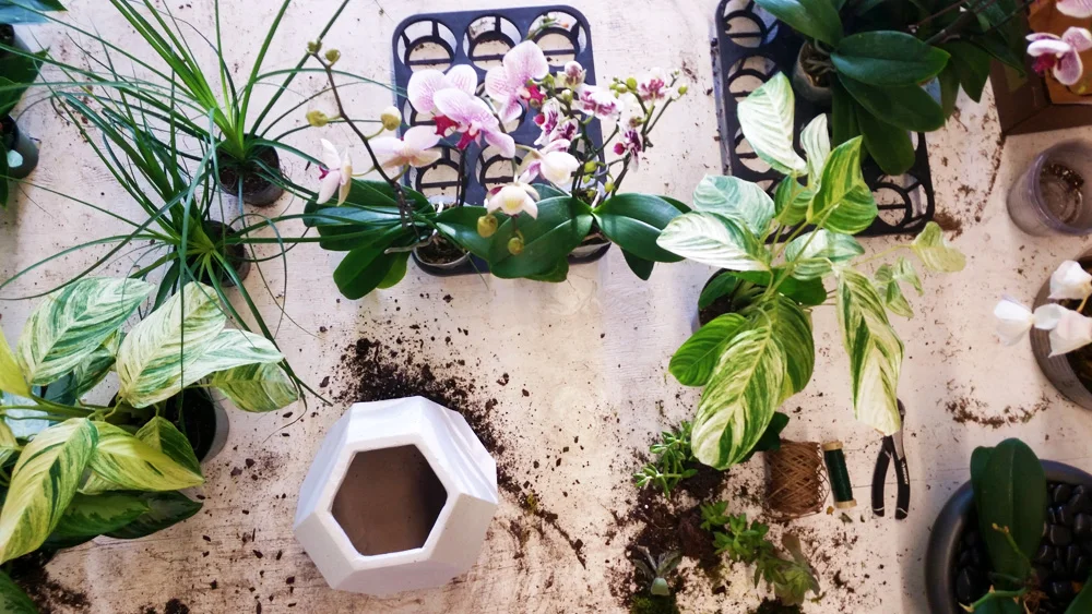 Sorpresa Designs_Plant Work Space web.jpg