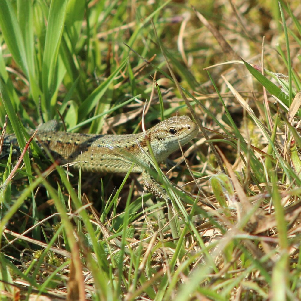 Juvenile Common Lizard