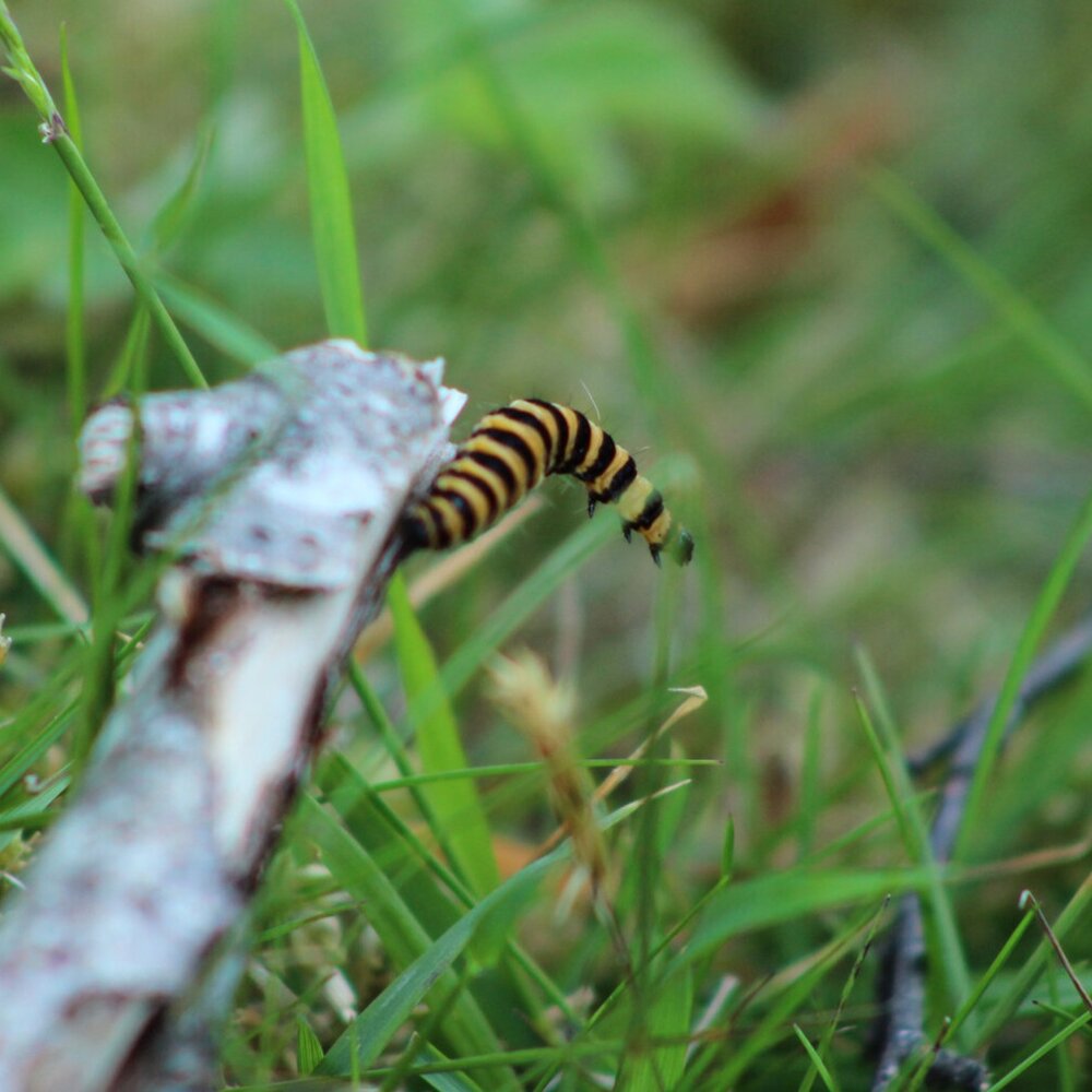 Cinnabar Moth Caterpillar