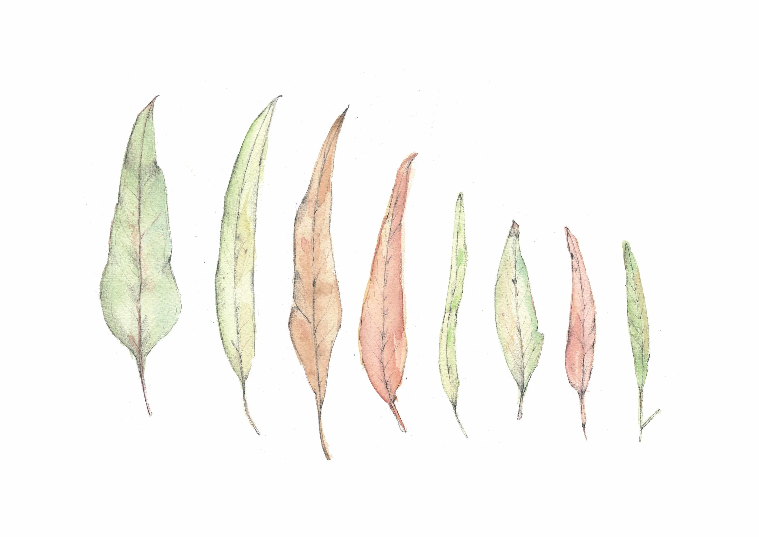December Gum Leaves