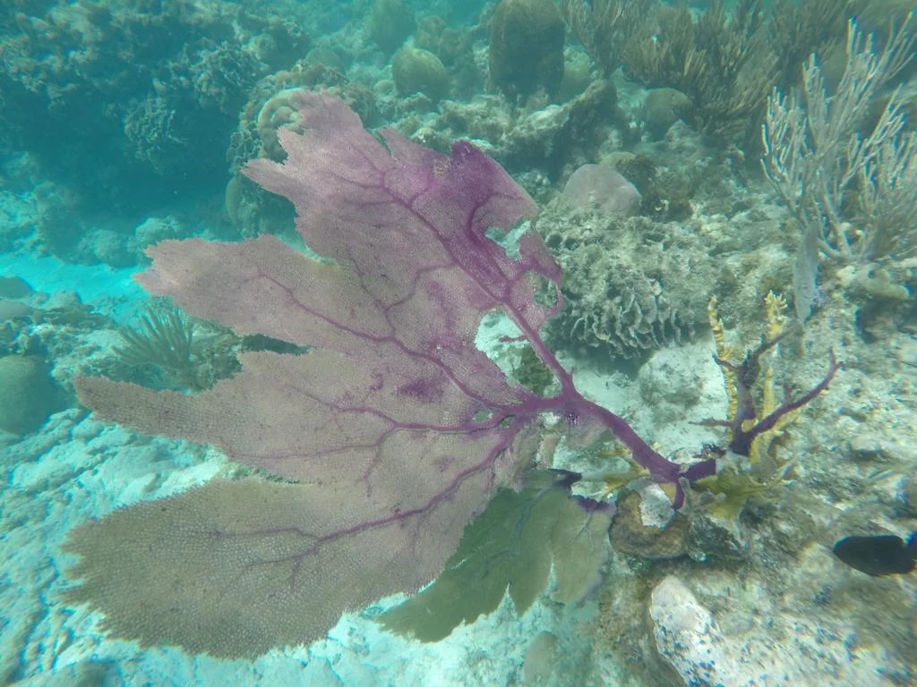 7100.JPG