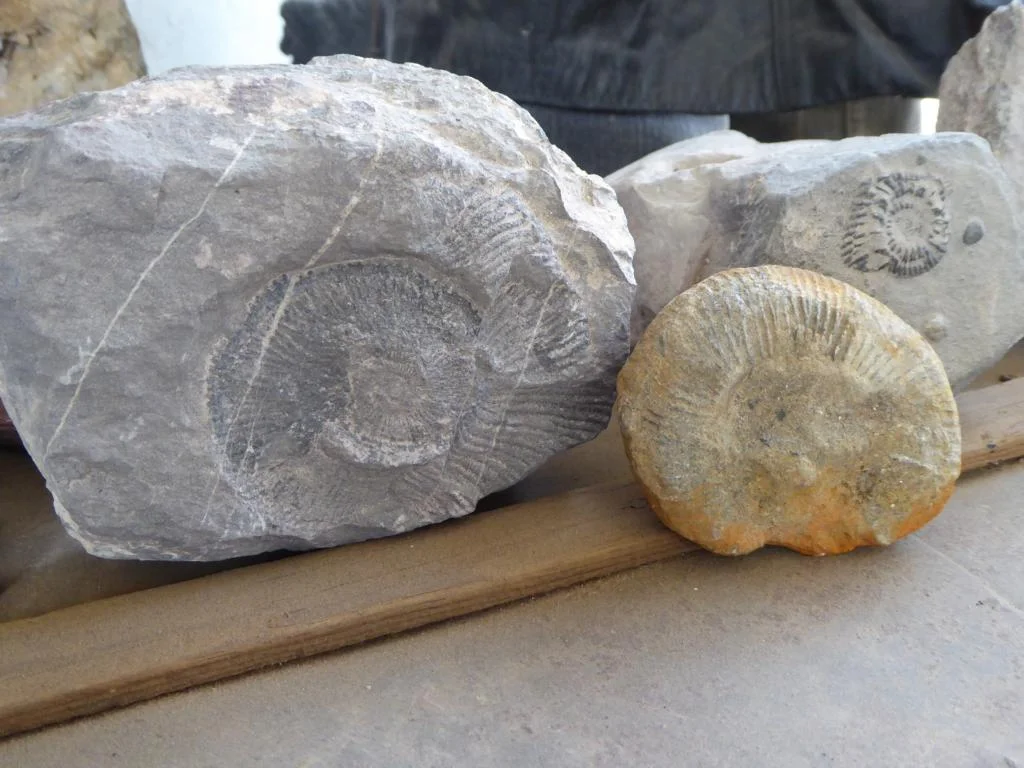 5465.JPG