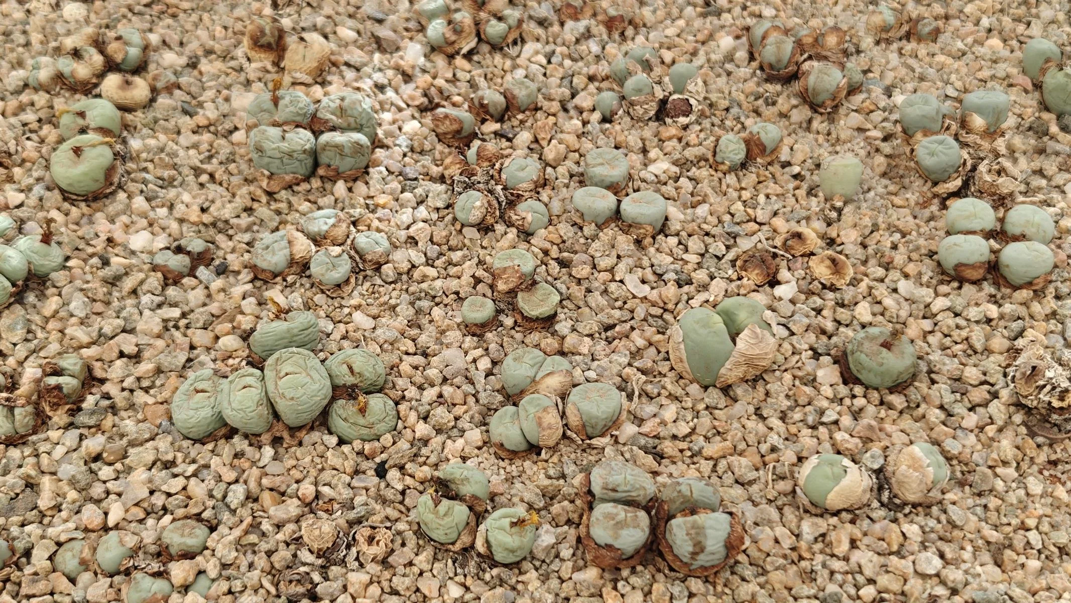 3090.JPG