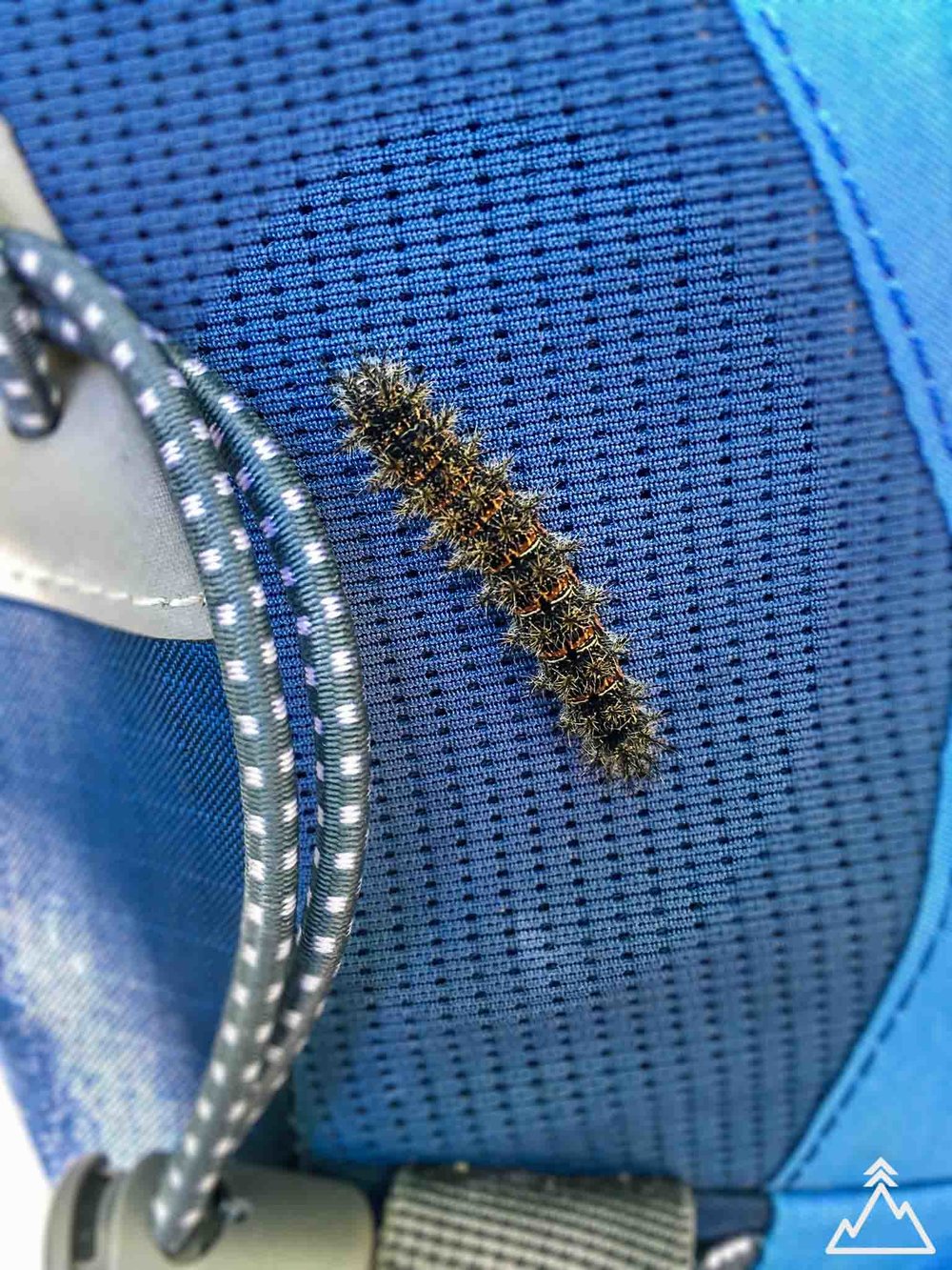 Patagonia caterpillar