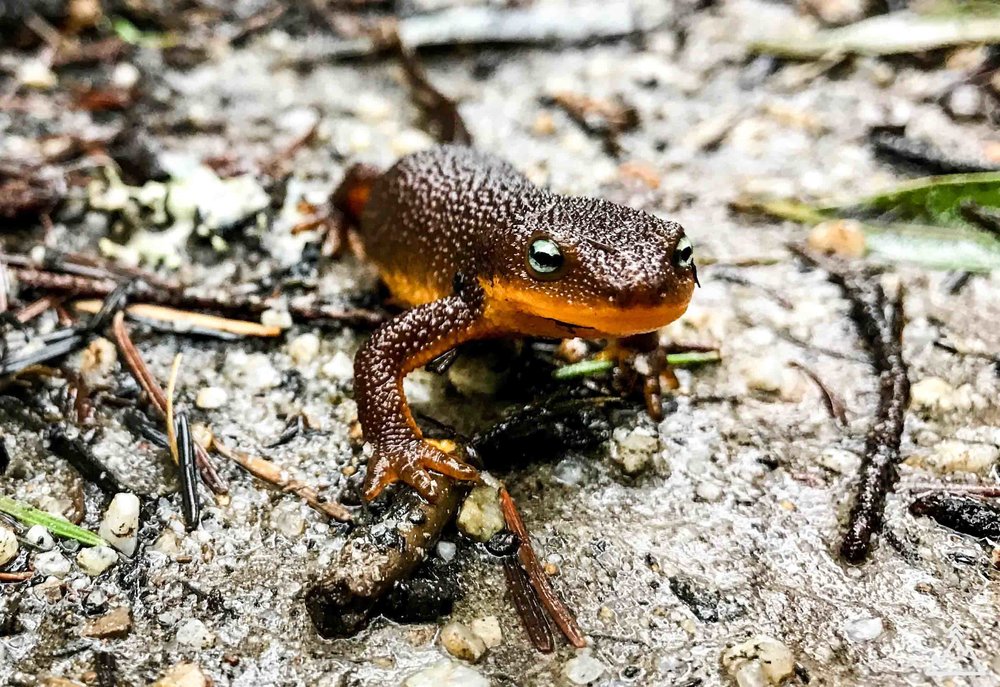 Rough-skinned Newt