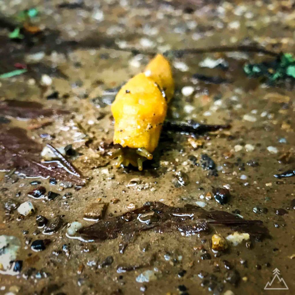 Banana Slug