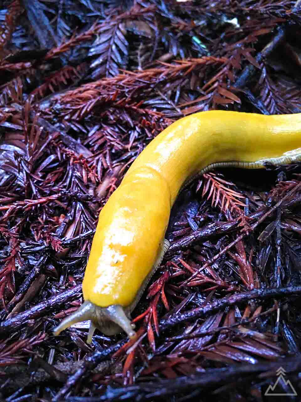 Banana Slug