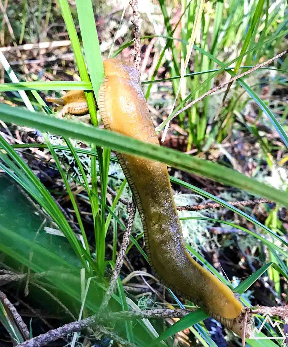 Banana Slug