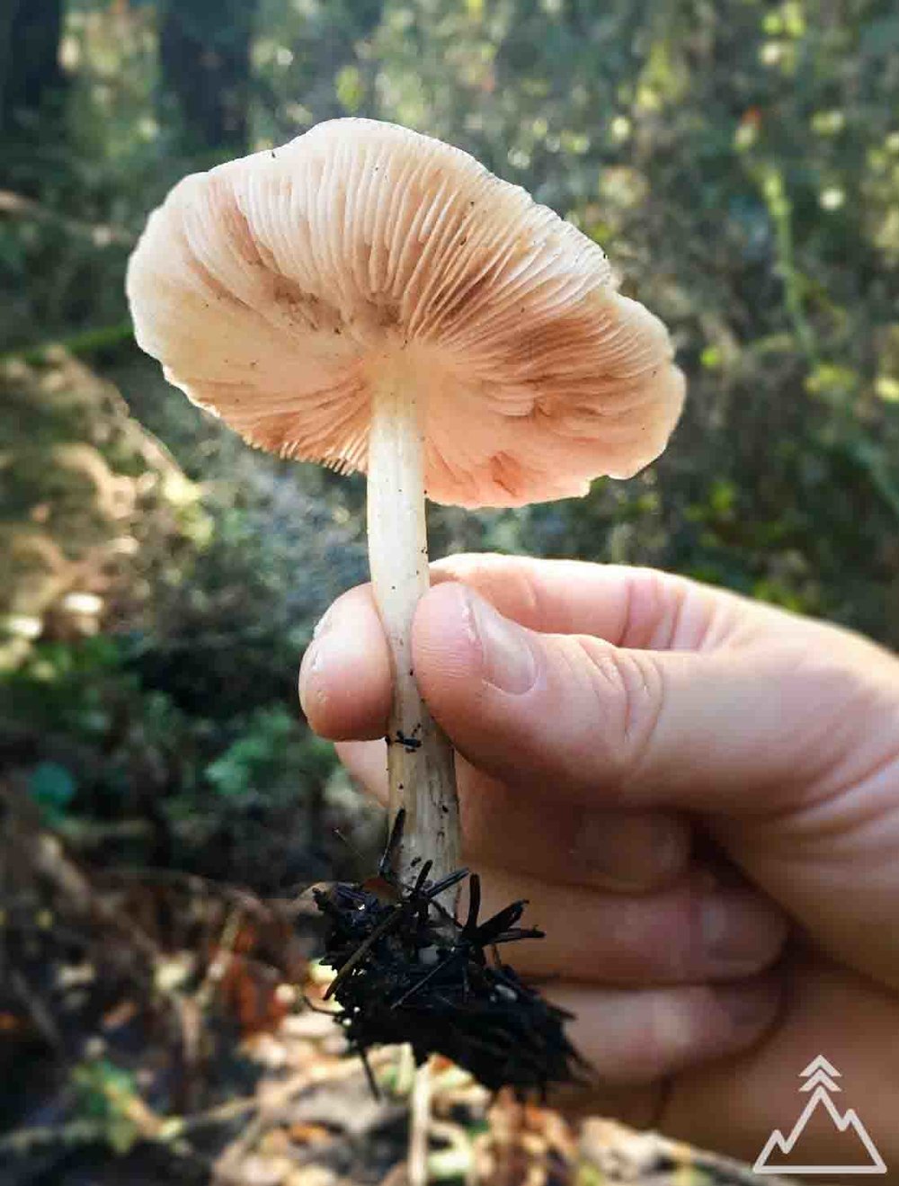 Amanita Fungi